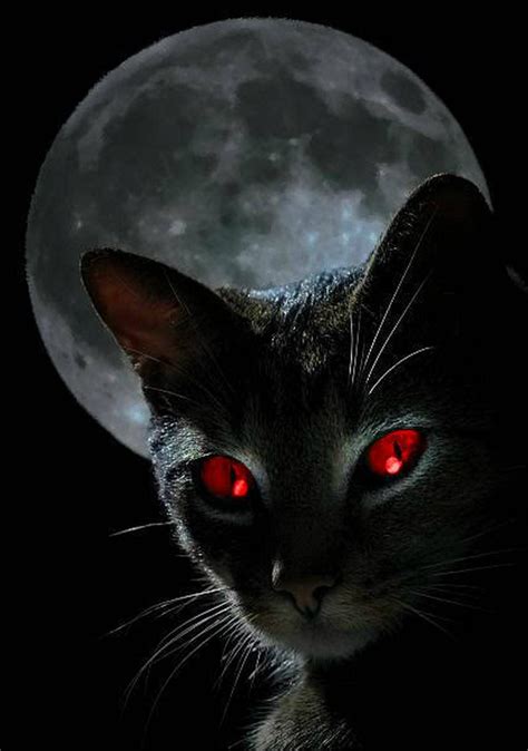 Image result for horror cat wallpaper | Dyr og kjæledyr, Dyr, Kjæledyr