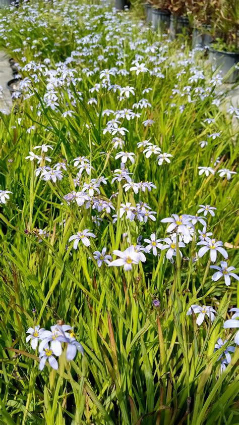 Sisyrinchium angustifolium (Blue-eyed Grass) - Richard Lyons Nursery, Inc.