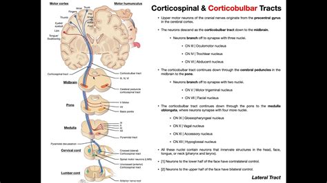 Corticobulbar Tract In Spinal Cord