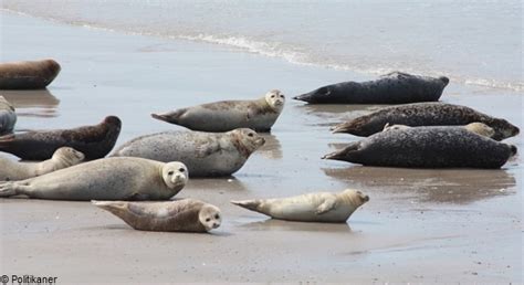 Common and Grey Seals | British Sea Fishing