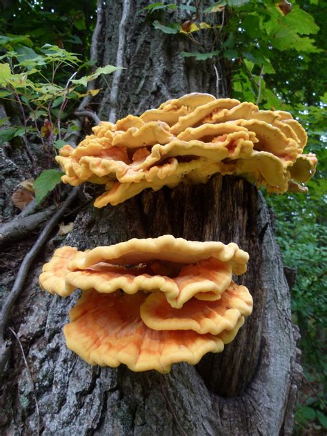 What to do with Chicken of the Woods Mushrooms? - A Magical Life