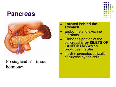 PPT - Endocrine System PowerPoint Presentation, free download - ID:6127776