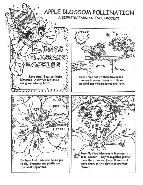 Pollination Worksheet 3rd Grade