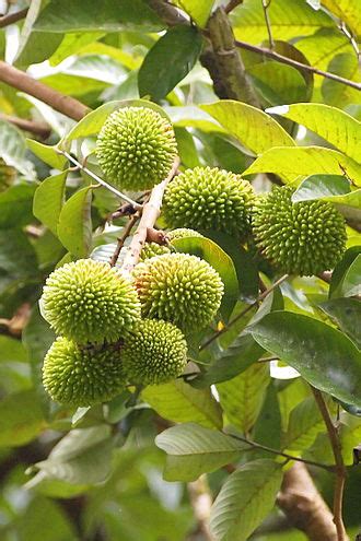 Pulasan Facts and Health Benefits