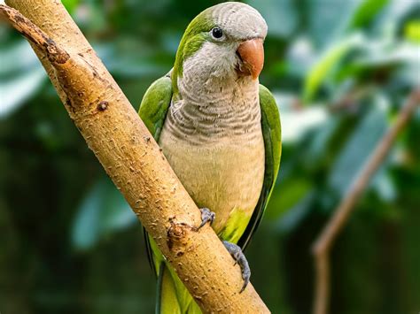 La cotorra argentina: una especie fascinante del reino animal - Museo Espacio