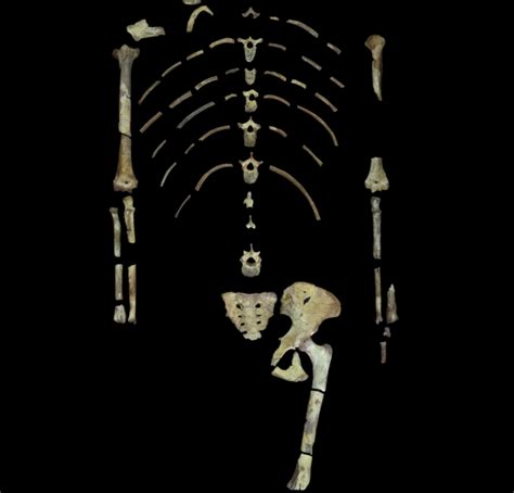 Human ancestor 'Lucy' was a tree climber, new evidence suggests