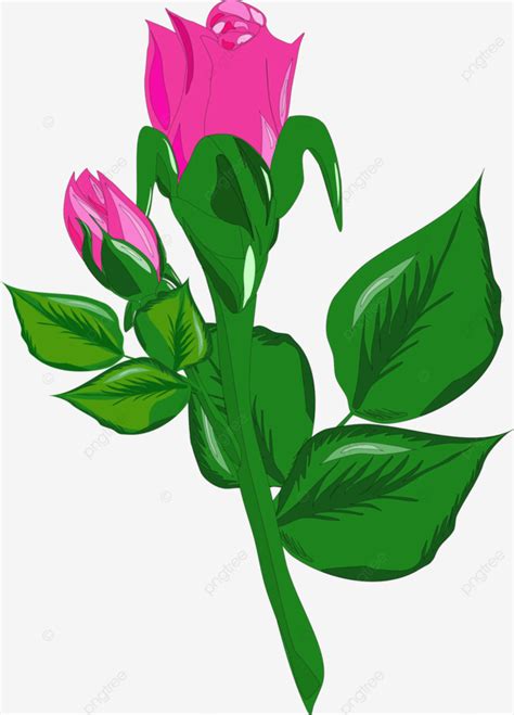 As Beautiful A Pink Rose In The Garden Vector, Flower, Rose, Pink PNG and Vector with ...