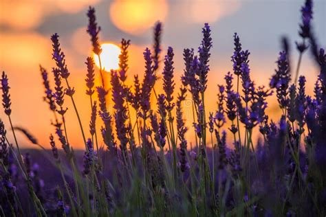 Beautiful Sunset Over Lavender Field at Summer Evening Stock Photo - Image of azur, beauty ...
