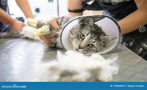 Professional Maine Coon Cat Grooming Close-up. Stock Image - Image of ...