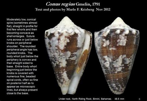 Conus regius - Alchetron, The Free Social Encyclopedia