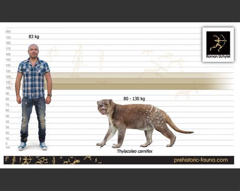 Marsupial lion (white background) Short Faced Bear, Smilodon, Megafauna, Dire Wolf, Paleo Art ...