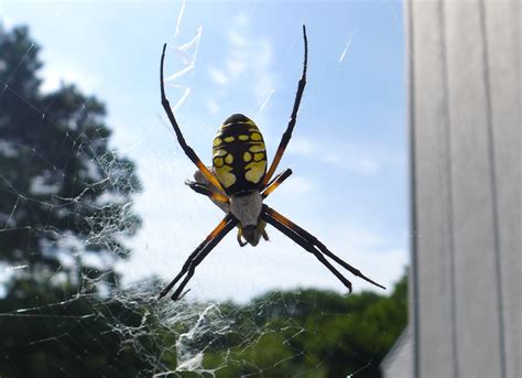 Species Spotlight : Argiope aurantia