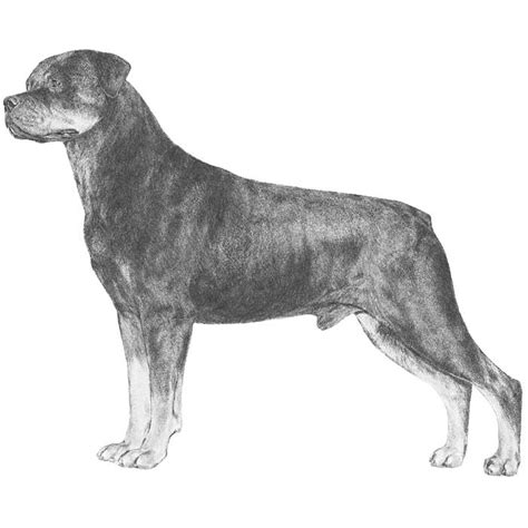 Rottweiler Dog Breed Information - American Kennel Club