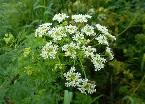 Poison hemlock spreading in SE Minnesota, officials warn | MPR News