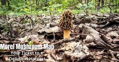 Morel Mushroom Map: The Secret to Finding the Best Harvest