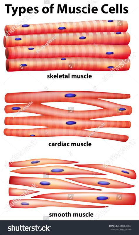 Diagram Showing Types Muscle Cells Illustration Stock Vector (Royalty Free) 446858827