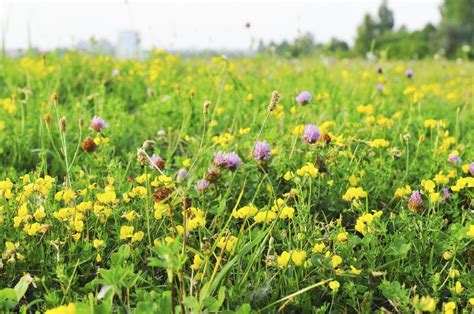 Meadow Lawn Turf - Tips For Turning Lawns Into Meadows | Gardening Know How