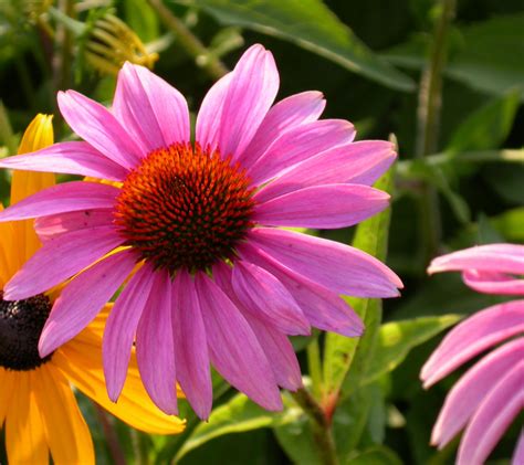 14 Gorgeous Perennial Flowers That Bloom All Summer