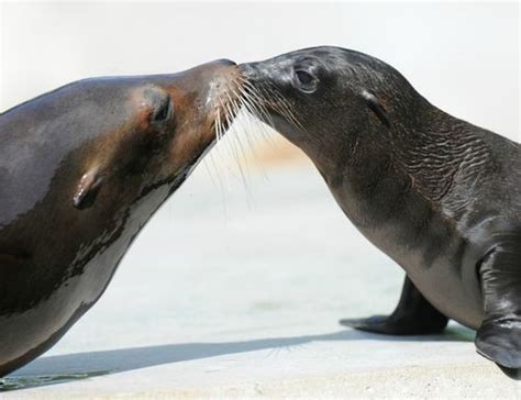 Four Sea Lion Pups Share Spotlight –and the Same Dad - ZooBorns