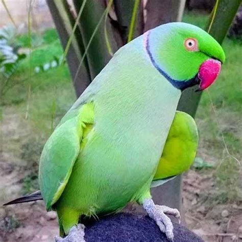 Buy Talking Parrot - Green Ringneck Male for Sale in Pakistan - Taj Birds