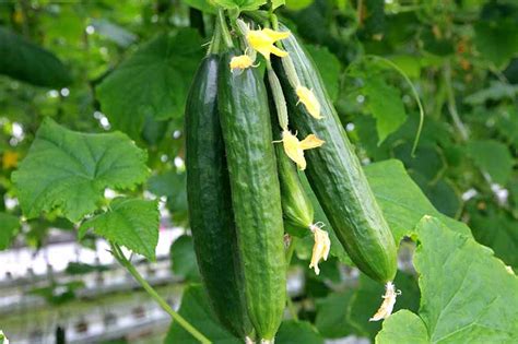 Cucumber Growing Guides, Tips, and Information | Gardener's Path