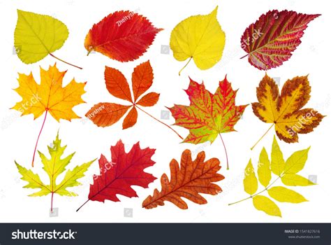 Collection Beautiful Colorful Autumn Leaves Deciduous Stock Photo ...