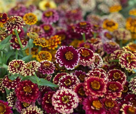 23 Best Zinnia Varieties You Should Grow in Your Garden