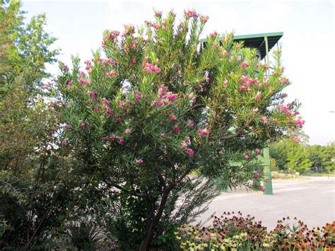 Bubba Desert Willow (flowering) - Womack Nursery