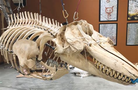 Orca skeleton goes on display - Coast Reporter