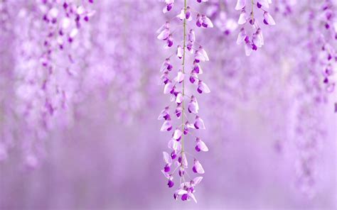 Wisteria Flowers Purple Photo wallpaper | 1680x1050 | #23737