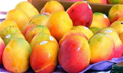 UAF scientists identify 10 potential mango varieties - Pakistan - DAWN.COM