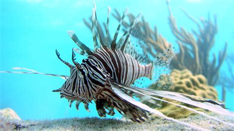 Study shows most efficient ways to capture invasive lionfish | Folio