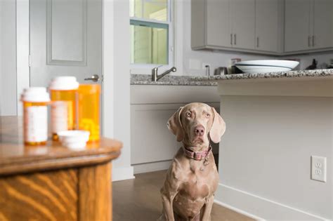 Understanding Gabapentin Dosage for Dogs Based on Weight - DogForms