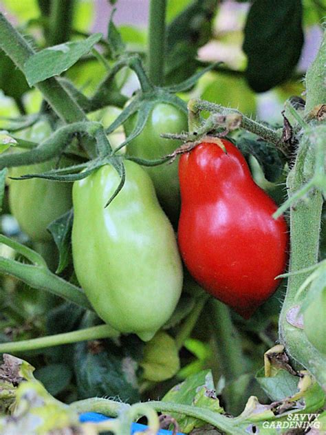 Plum Tomatoes: How to Grow Plum Tomatoes in Gardens and Containers