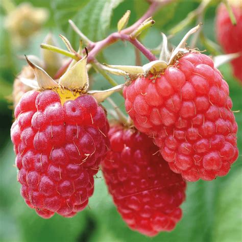 Raspberry 'Malling Promise' Fruit Plant | Free UK Delivery Over £50