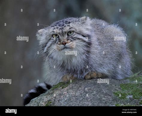 Pallas cat hi-res stock photography and images - Alamy