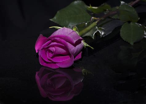 #858907 Roses, Closeup, Black background, Pink color - Rare Gallery HD Wallpapers