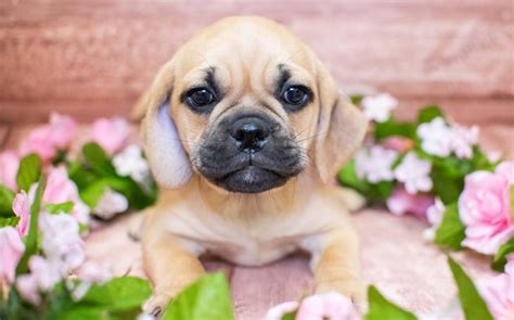 15 Cute and Funny Pictures of Puggle Puppies That Will Make Any Dog ...