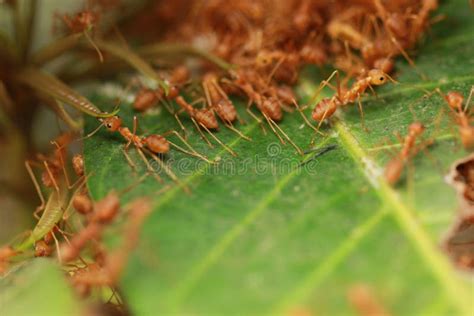 Ants building the nest. stock photo. Image of eggs, tree - 87495658