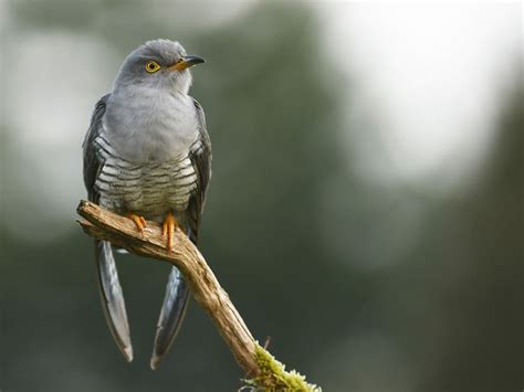 Cuckoo Bird Facts (Cuculus canorus) | Bird Fact