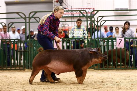 2021 The Exposition Junior Show Duroc Barrow Show | National Swine Registry