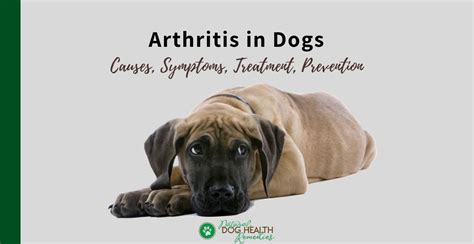 Dog Arthritis Symptoms, Causes, Treatment