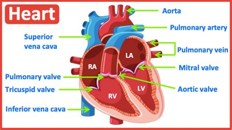 HEART ANATOMY in 3 MINUTES| Memorize parts of the heart - YouTube