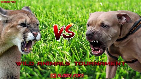 Pitbull Dog Vs Lion