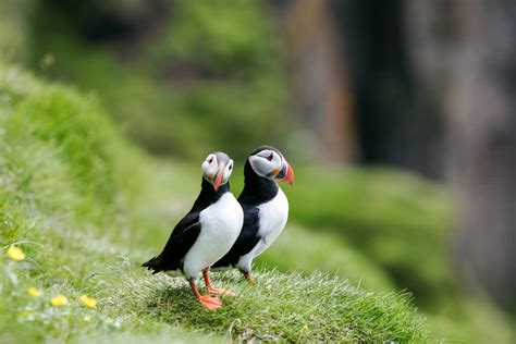 9 Things You Didn't Know About the Puffin in Iceland | What's On in ...