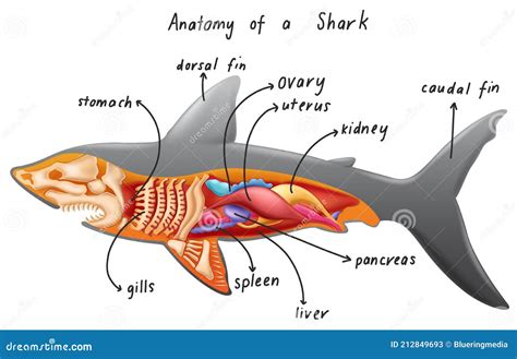 Anatomy of a Shark stock vector. Illustration of cartoon - 212849693