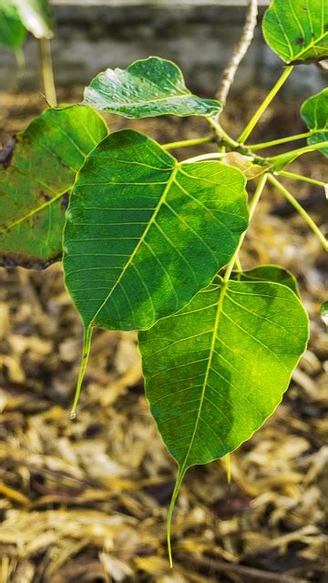 Peepal Tree | Plant Peepal Tree | Greenverz