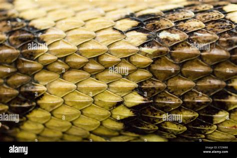 Yellow rattlesnake scale pattern Stock Photo - Alamy