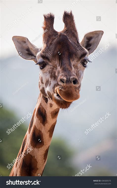 Funny Giraffe'S Face. Giraffe Close Up. Stock Photo 436583575 ...