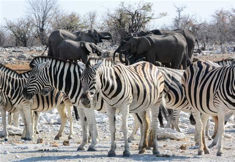 Etosha National Park: Namibia's Wildlife Haven